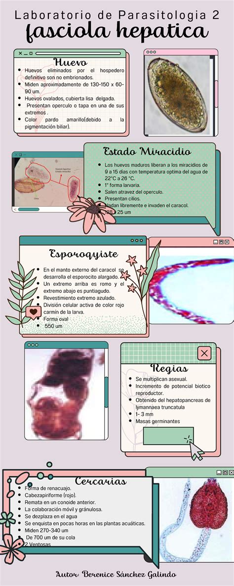  Fasciola Hepatica: Uma Verme Intestinal que se Delicita com Fígado de Carneiros e Vacas!