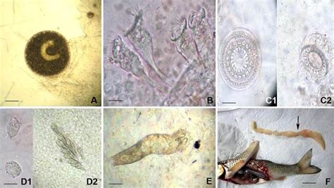  Ichthyophthirius Multifiliis: Descubra este Parasita Ciliado que Se Multiplica como Coelhos!