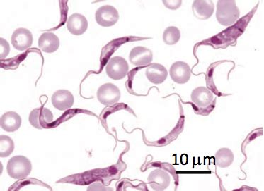  Kinetoplastida: Descubra estes Microscópicos Heróis com Cipó Molecular!