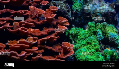  Montipora: Uma Colônia de Corais Brilhantes que Desafia as Regras da Biologia Marinhas!