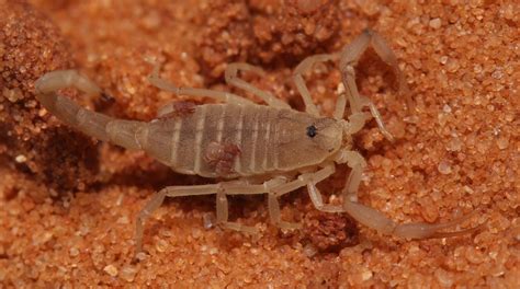  Pseudoscorpiao: Descubra a Intensa Fúria de um Caçador Minúsculo e os Seus Segredos Escondidos em Fendas Escuras!