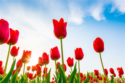  Rhipidoglossa! Descubra o Mistério das Flores que Florescem no Fundo do Oceano!