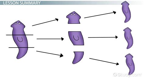  Y-Shaped Planarian: Discovering the Strange Charm of This Multi-Lobef Creature!