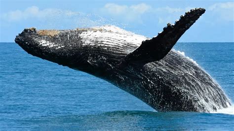  Baleia! Um Gigante dos Mares que Sopra Fogueiras de Água