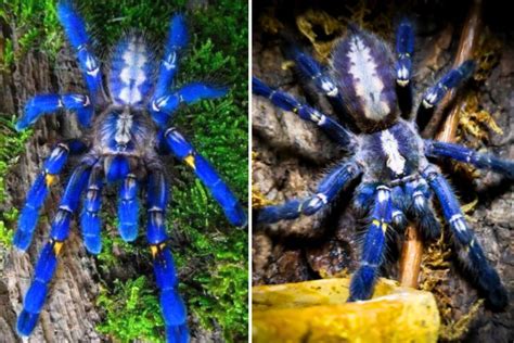  Bicho-de-Pé-Azul: Descubra o Mundo Fascinante de Aranhas com Aparência Metálica!