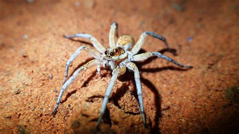  Cave Dweller! Meet the Camel Spider, the Nocturnal Hunter With Eight Legs