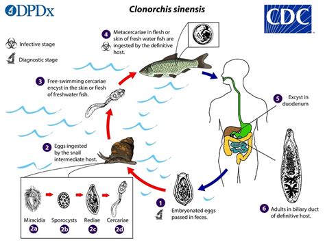  Clonorchis Sinensis Uma Ameaça Silenciosa Para O Fígado Humano! Descubra Como Este Parasita Trematode Esconde-Se Nos Peixes De Água Doce E Ataca Seu Corpo!