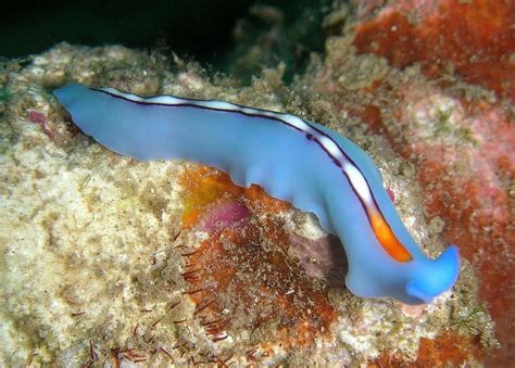  Free-Living Flatworm:  A Tiny Aquatic Creature With Enigmatic Behaviors That Defy Easy Explanation!