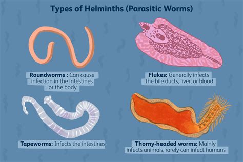  İntestinal Fluke: A Parasitic Mastermind That Hijacks Its Host!