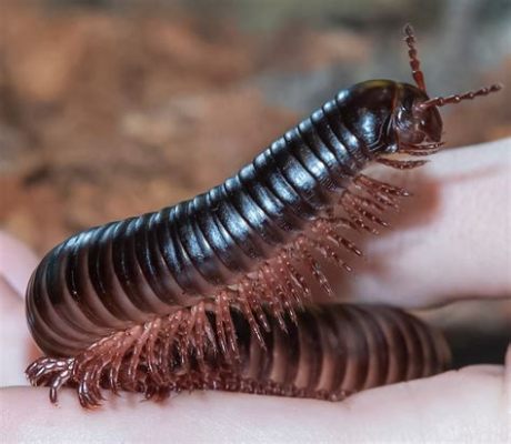  Lophoprocta! Explore This Millipede With A Thousand Legs And Discover Its Fascinating Lifestyle