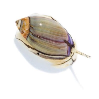  Olivella! Descubra Como Essa Espetacular Espécie de Caracol Marinho Constrói Seu Lar em Camadas Translúcidas