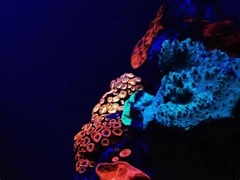  Renilla! Uma Espécie de Coral Incandescente Que Ilumina o Oceano Profundo