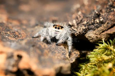  Salticidae: Descubra os Assassinos Silenciosos que Saltam com Elegância!