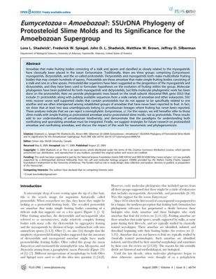  Sorocarp! An Unassuming Amoebozoan That Defies Logic With Its Cooperative Lifestyle