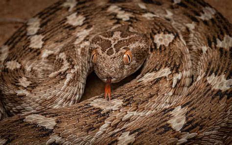  Vipera! Descubra a Fascinante Serpente de Escamas Brilhantes e Corpo Elongado que Habita o Mundo