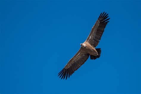  Vulture! Uma Ave Curiosa Que Se Alimenta de Reciclagem e Voa em Altitudes Incríveis