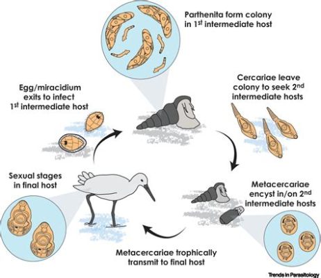  Xiphidiocercaria! Um Parasita Trematode com um Estilo de Vida Fascinante 