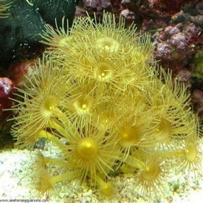  Yellow Polyp: A Tiny Underwater Wonder That Resembles a Miniature Bouquet!