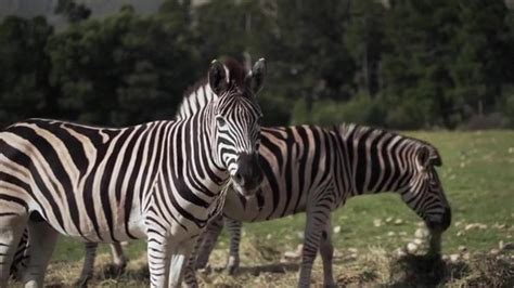  Zebraca! Explore o Mundo Fascinante desta Espécie de Lagartixa com Pele Escamadas e Coloração Única