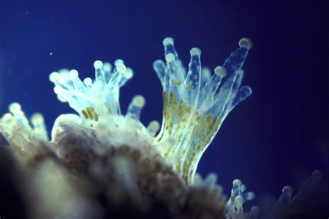  Zooxanthellae-Housing Zygophyllum: Discovering the Fascinating Symbiosis of a Hydrozoan Polyp